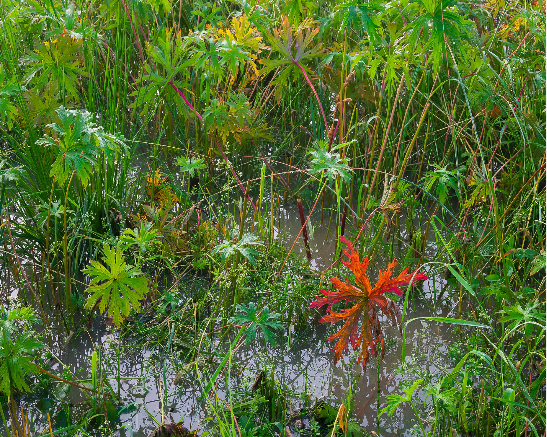 Grass in Water