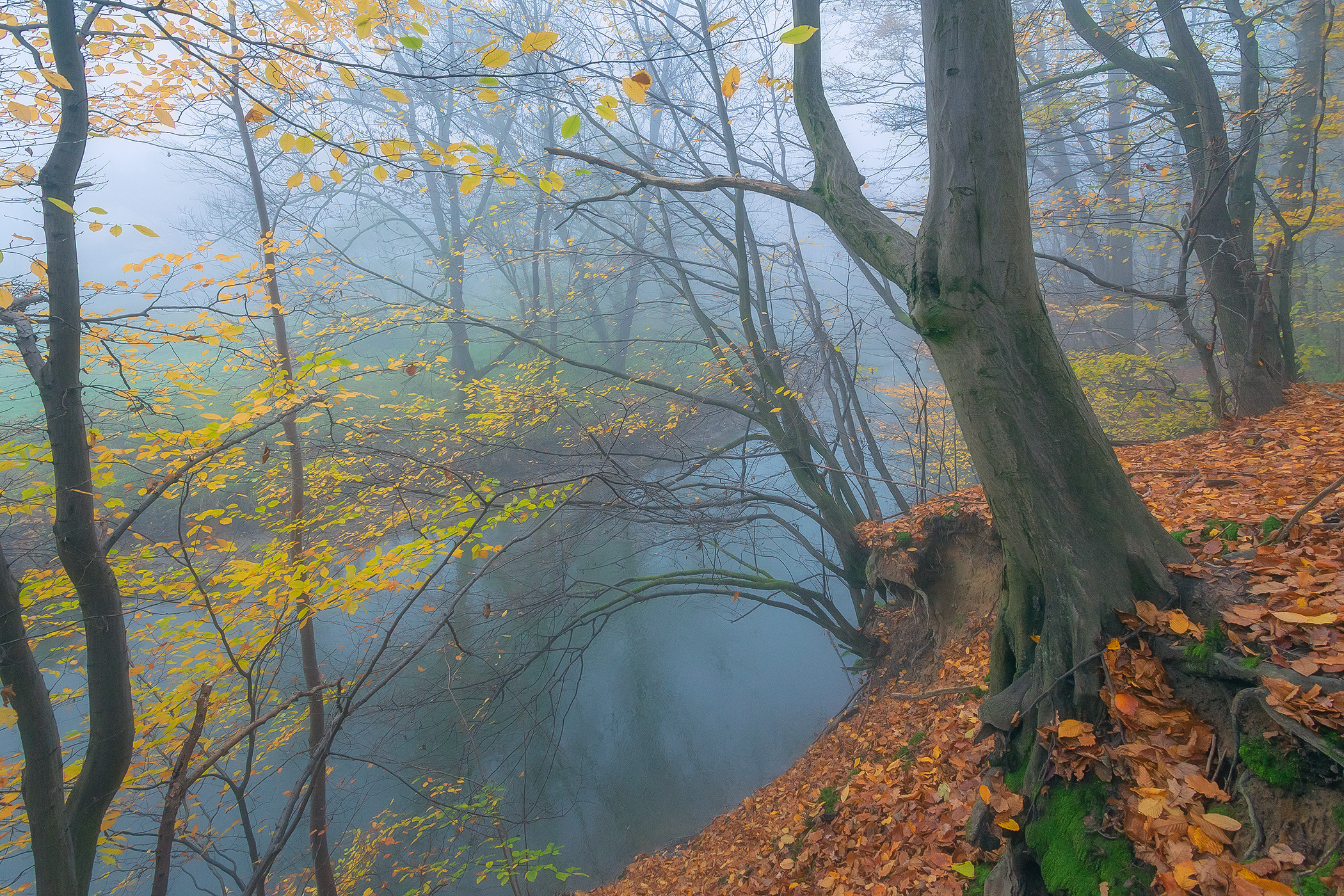 Forest Above Odra River