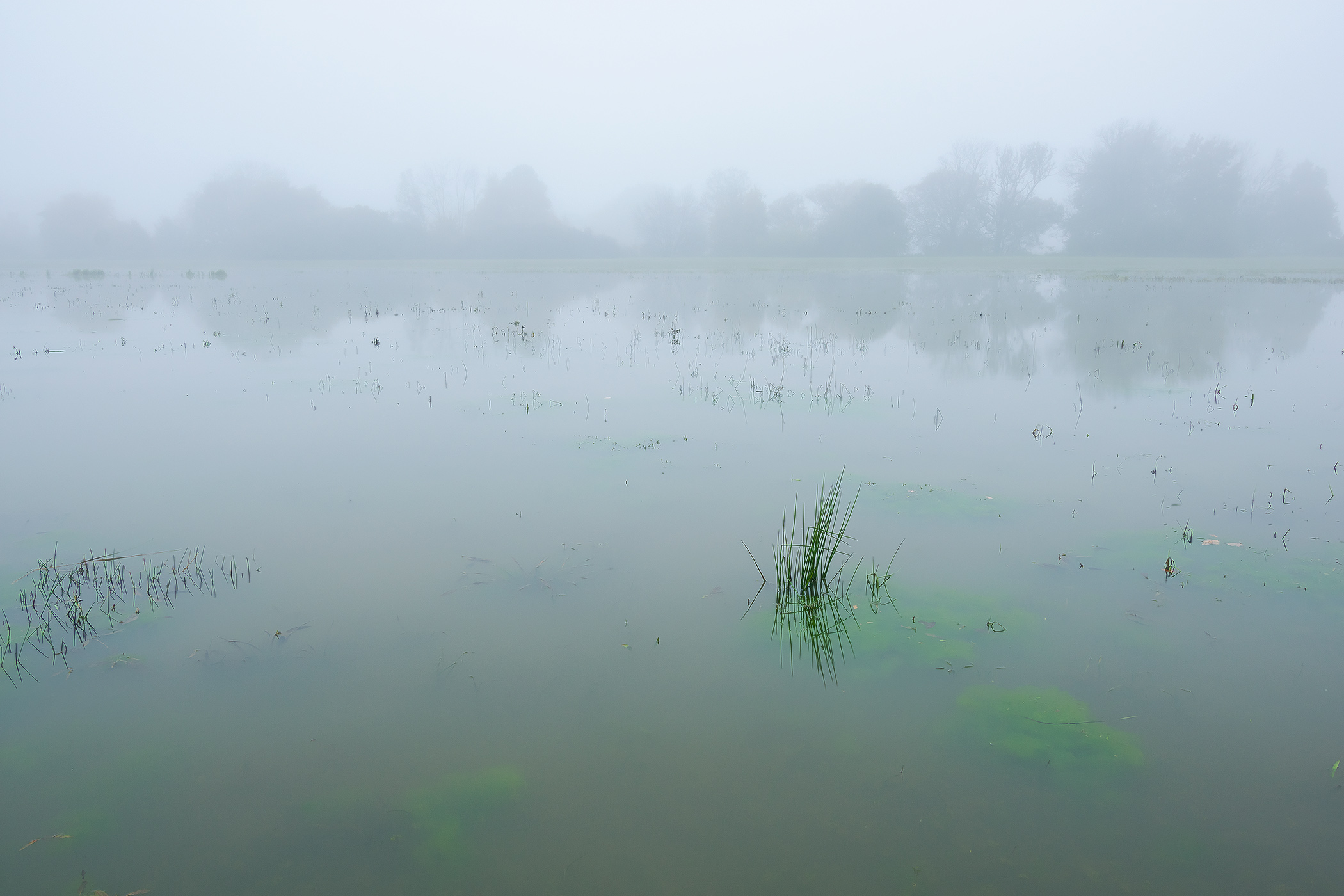 Algae in the Flooded Meadows