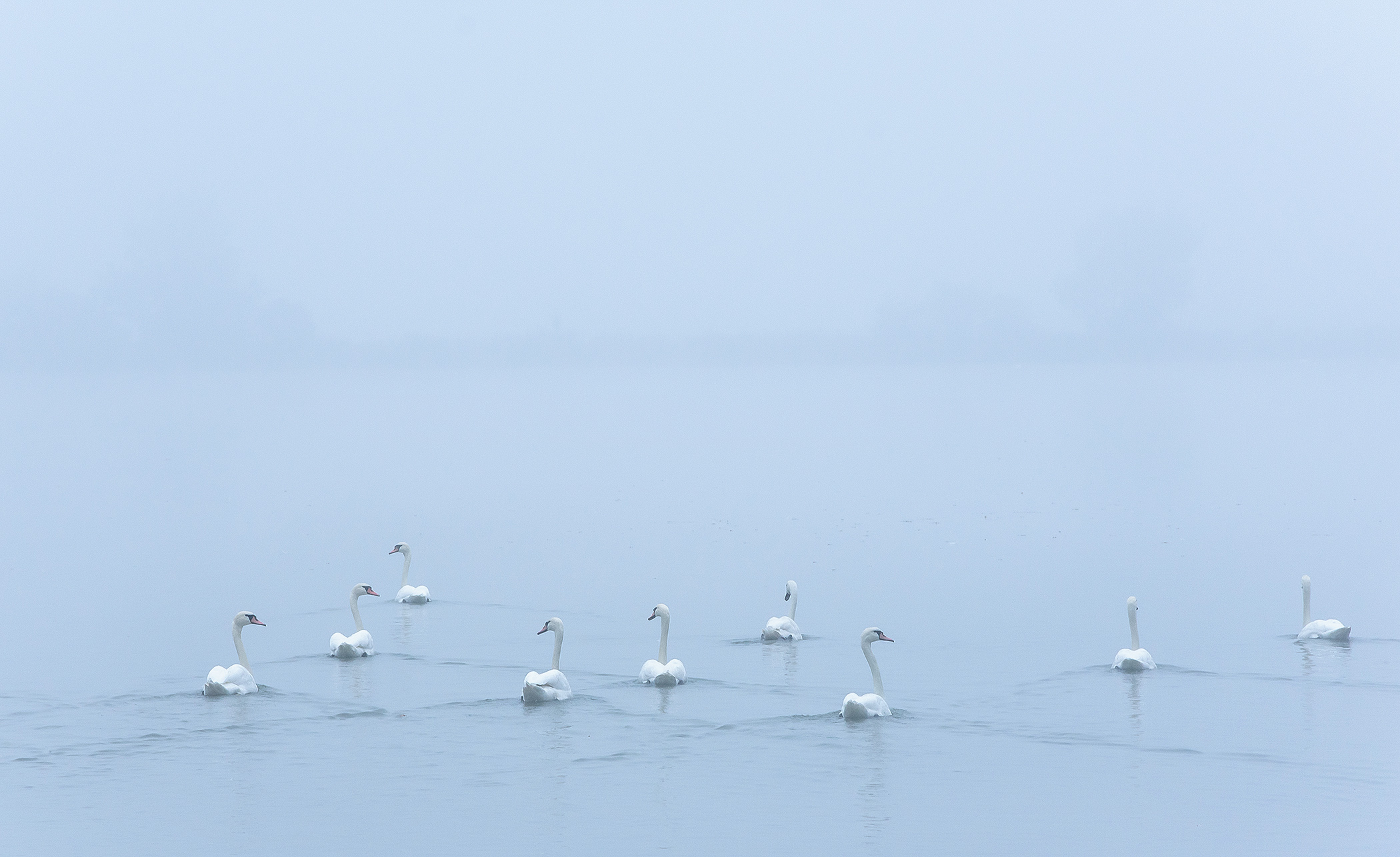 Swans in Mist