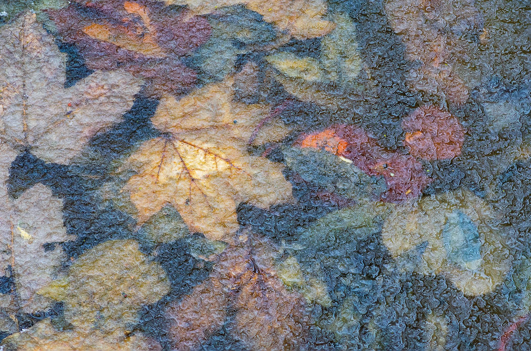 Shnilé listí pod ledem