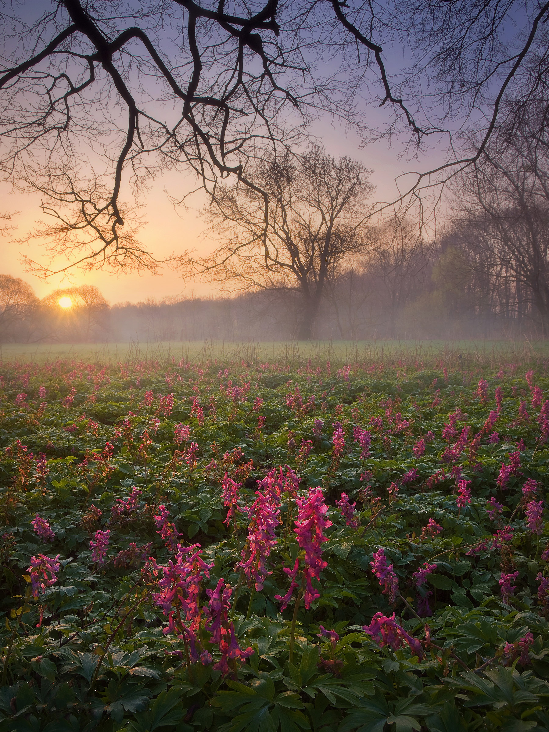 View Towards Meadow