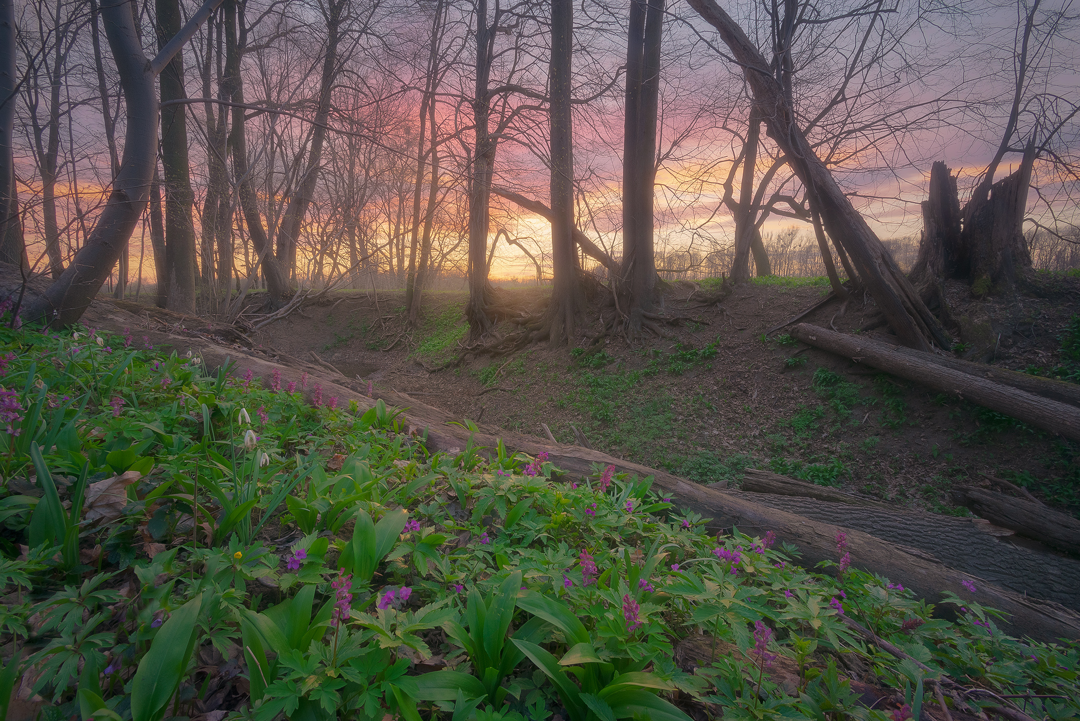 Sunset in Forest