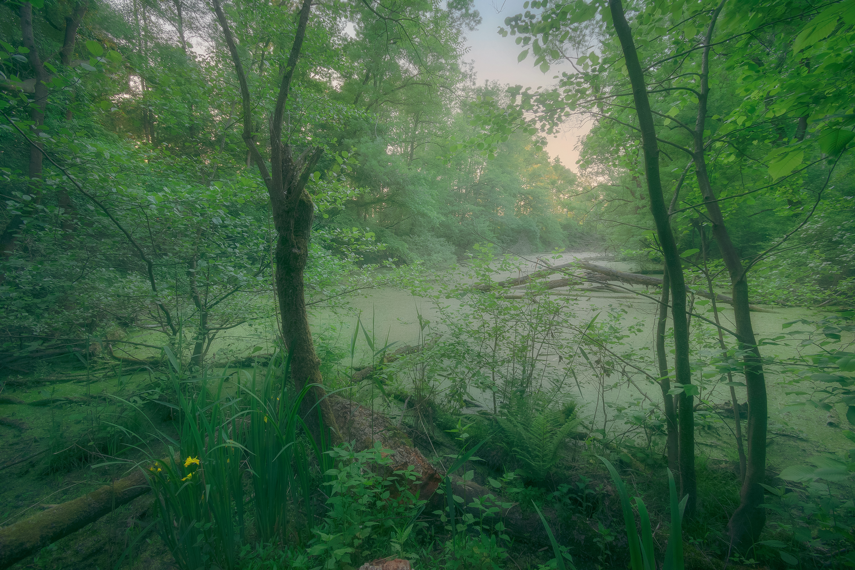 Swamps at Morava River