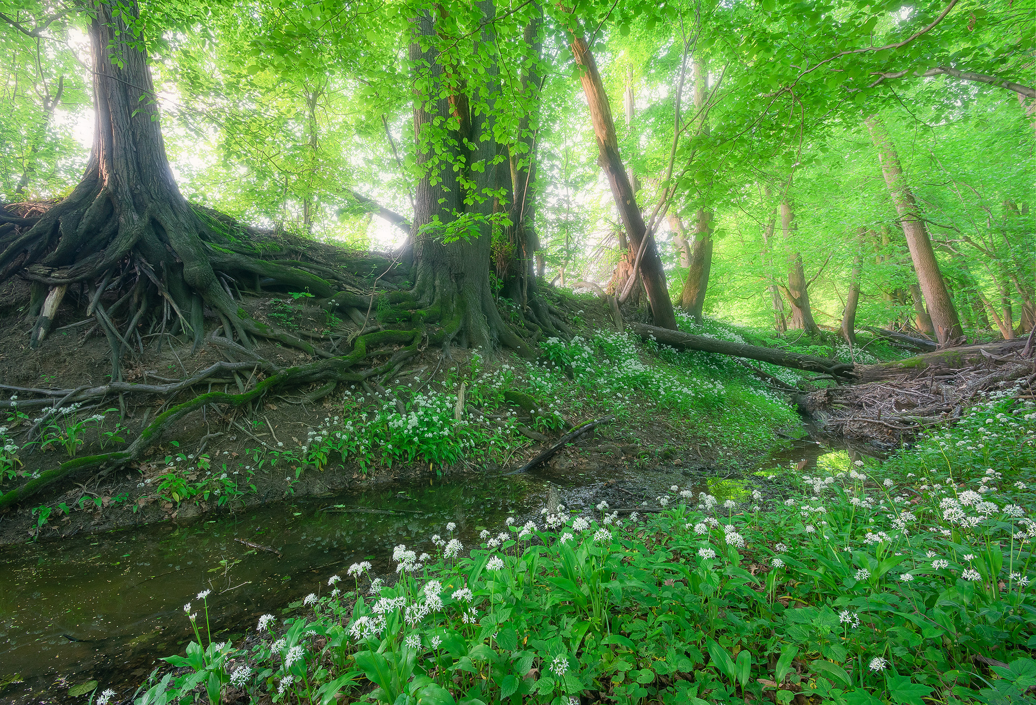 Floodplain Old-Growth Forest