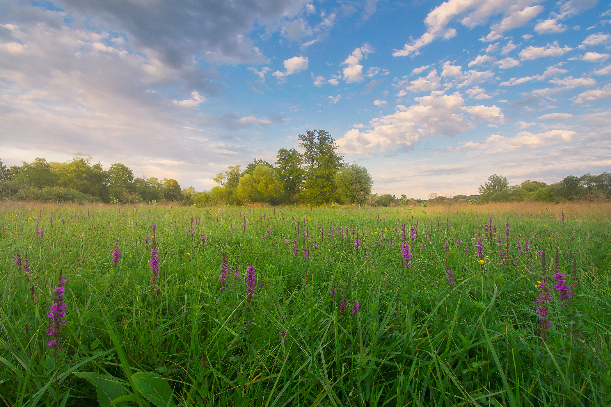 Summer Meadows