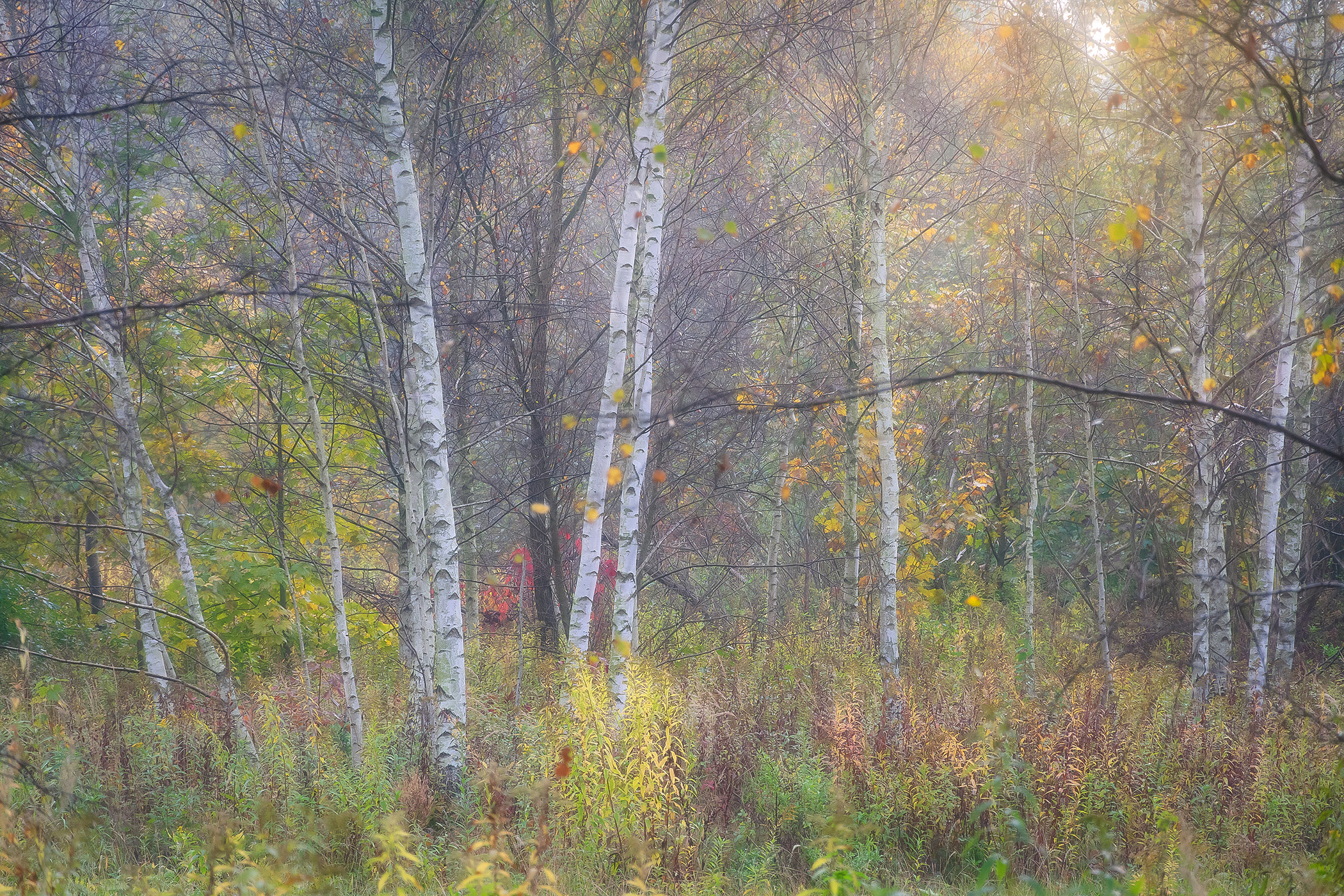 Birches