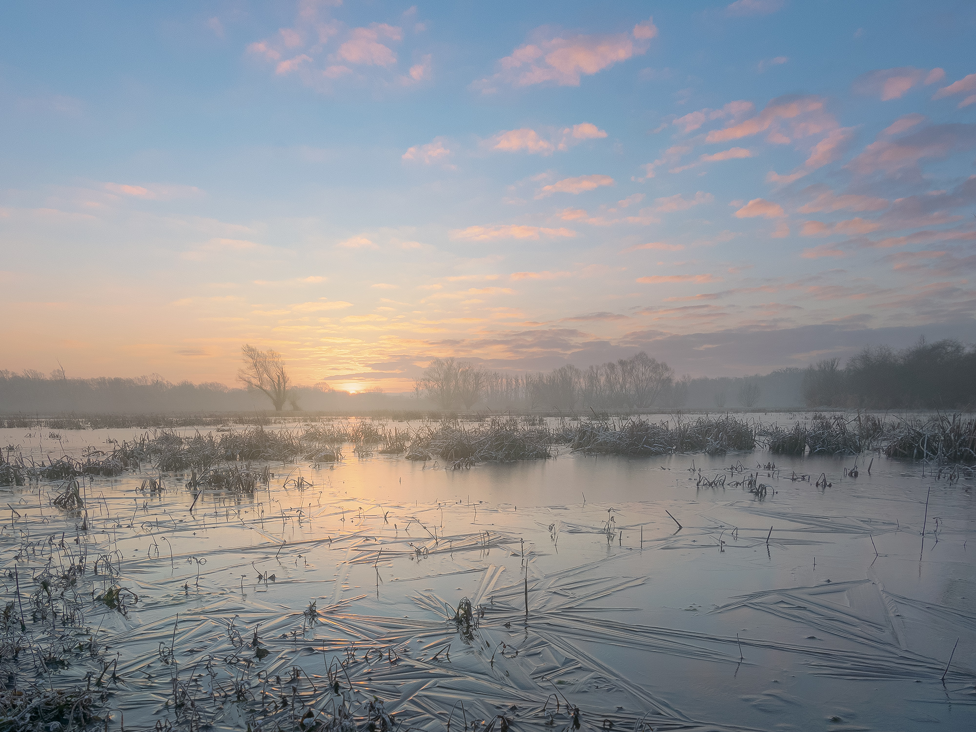 Frozen Flooded Meadows
