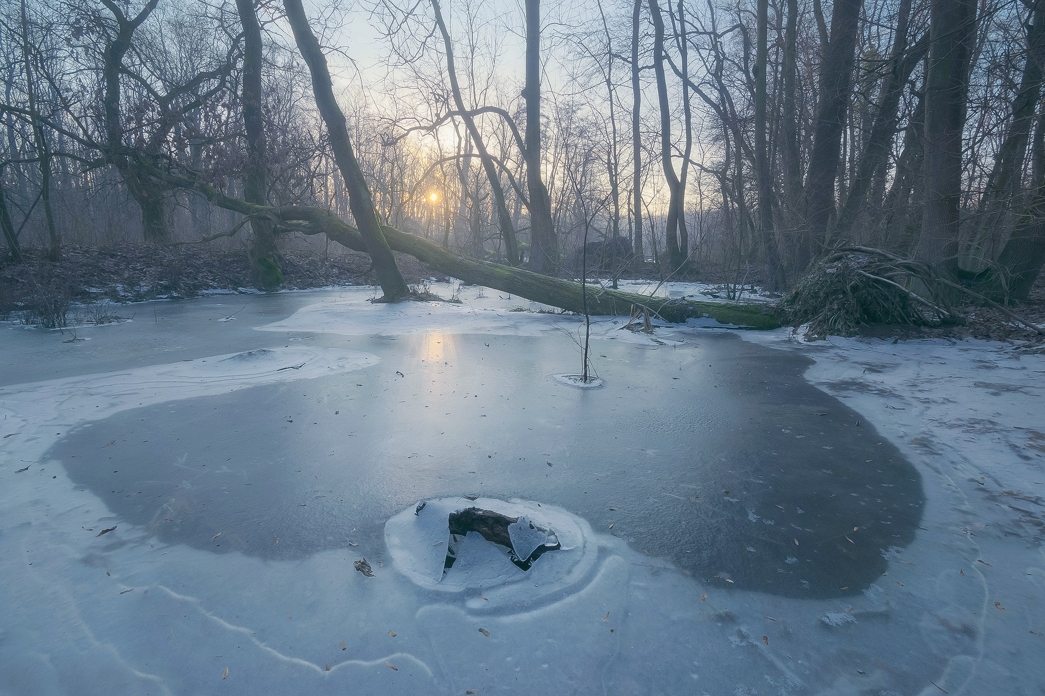Ice in Forest