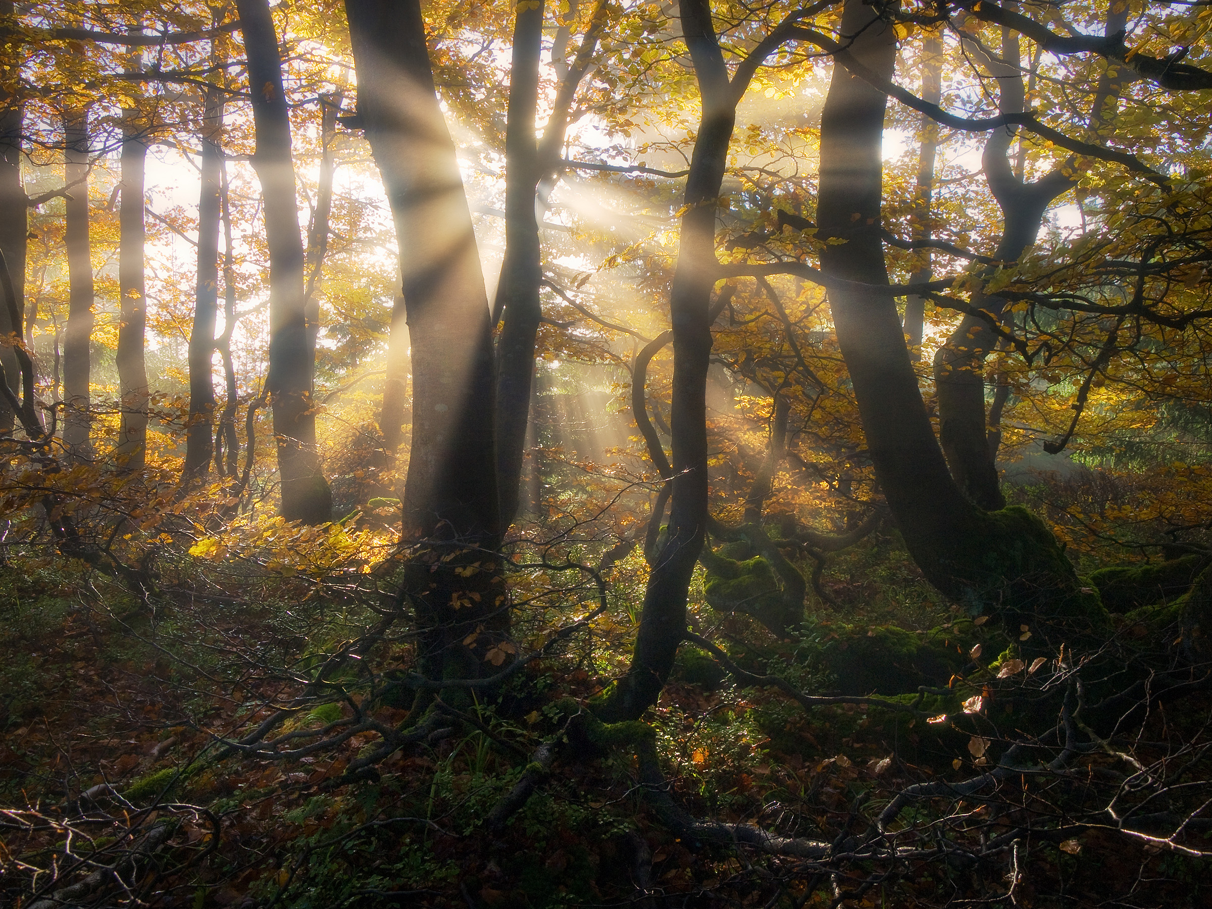 Old Carpathian Forest