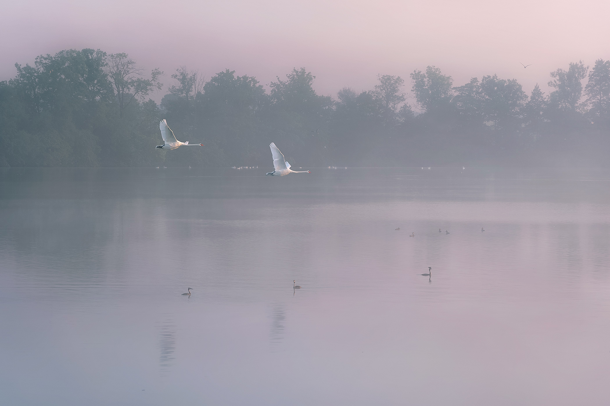 Swans in Flight