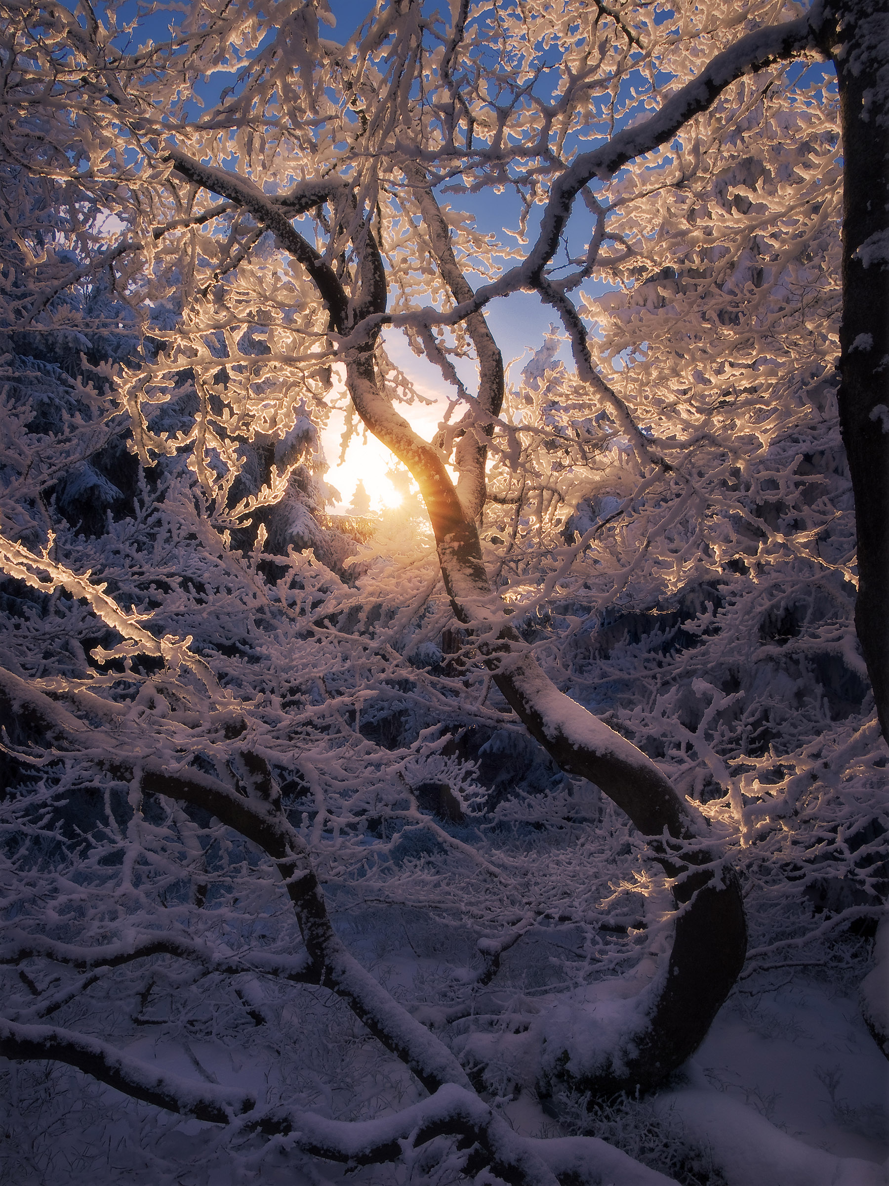 Trees Frozen in Dance