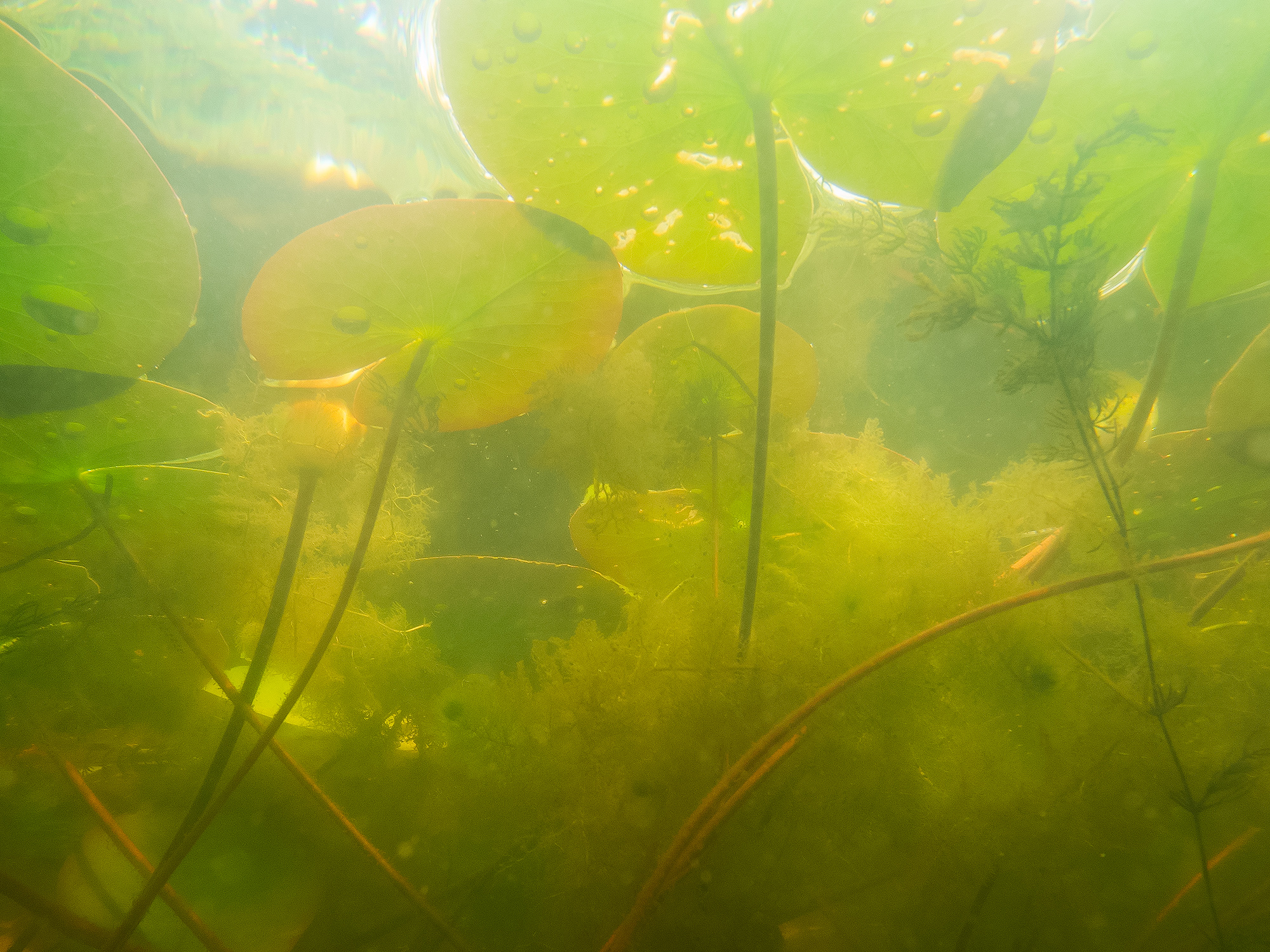 Forest of Water Lilies