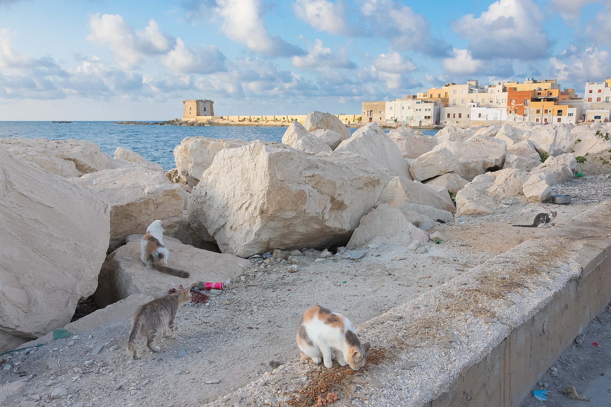 Cats of Trapani