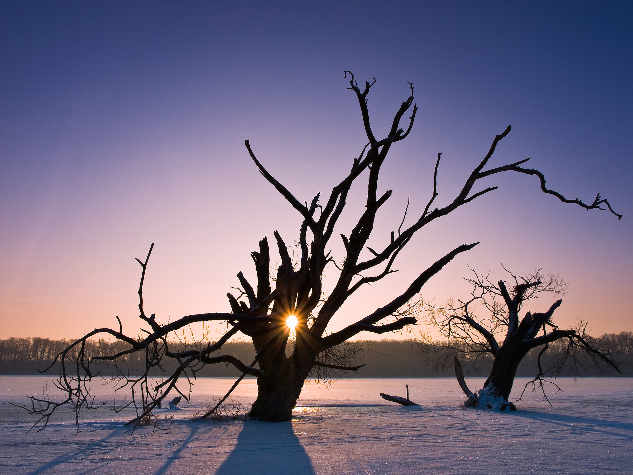 Torsos of Dead Trees