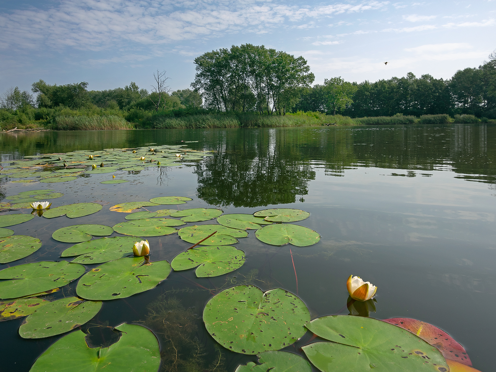 Blooming Water Lilies