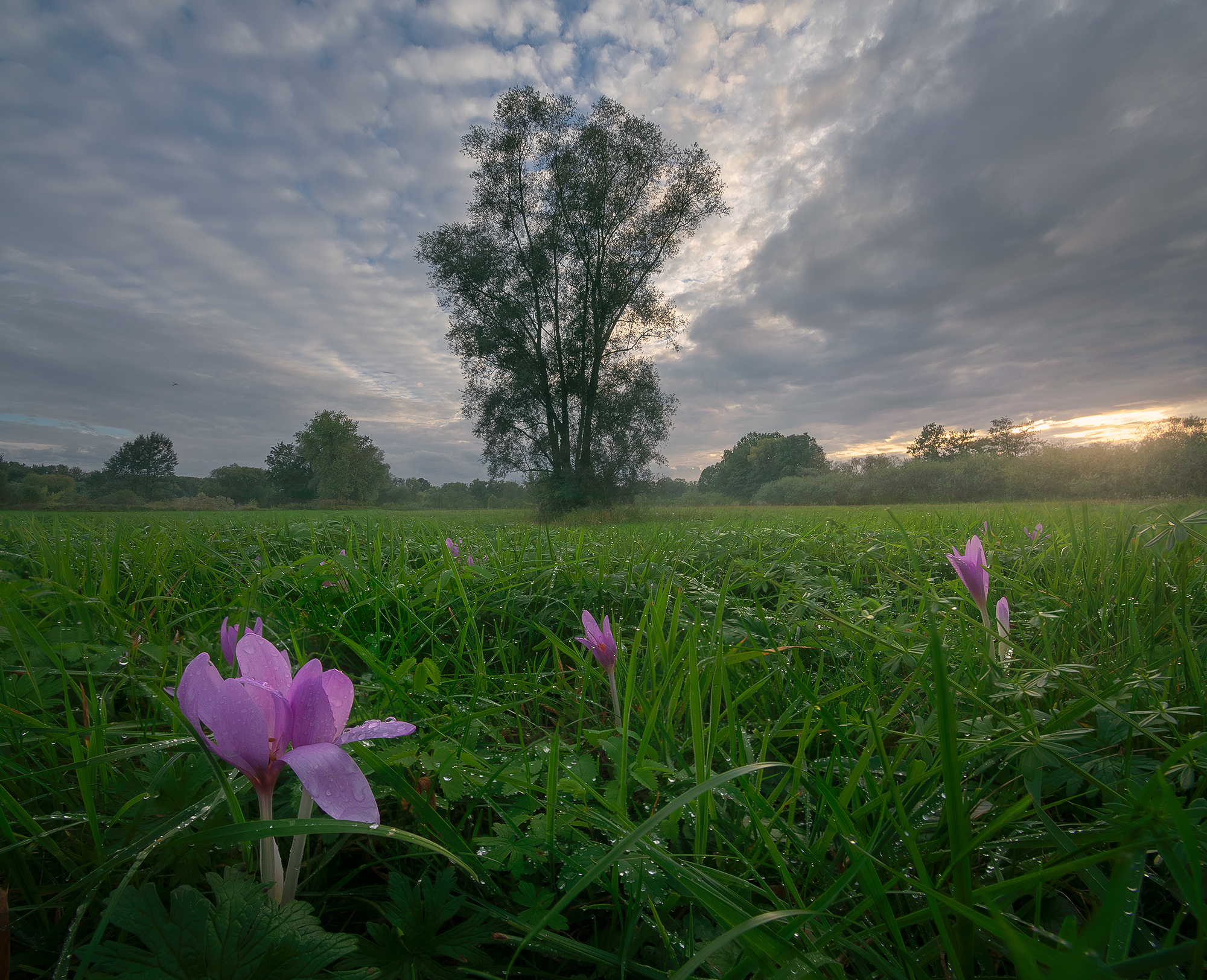 Crocuses in Odra Basin