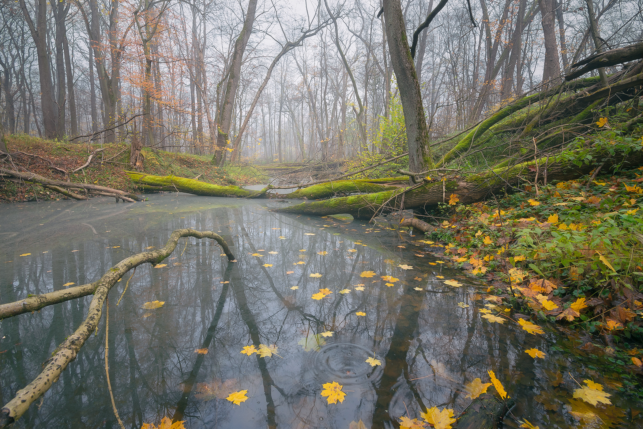 Pond in Forest