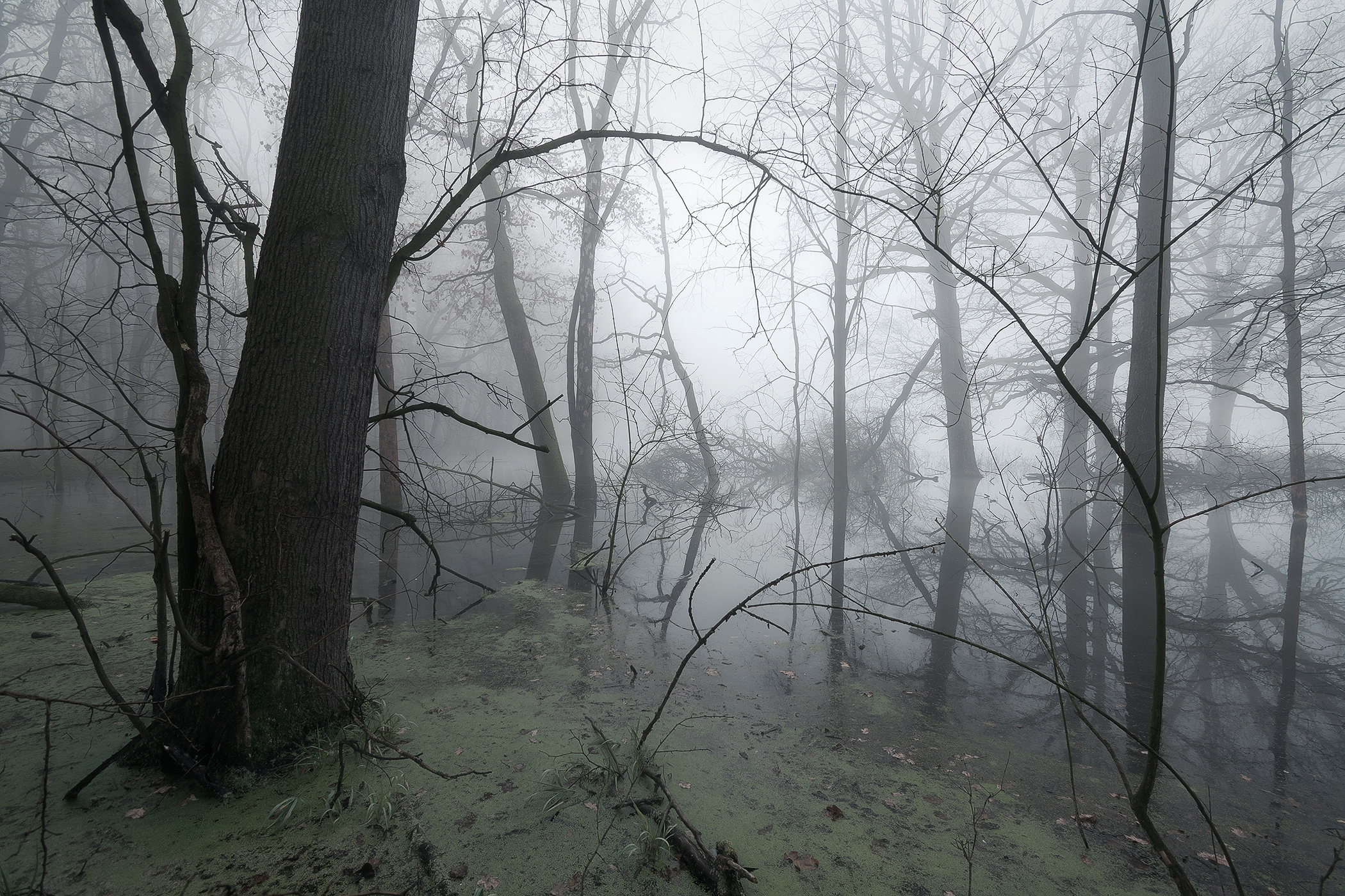 Swamp in Mist