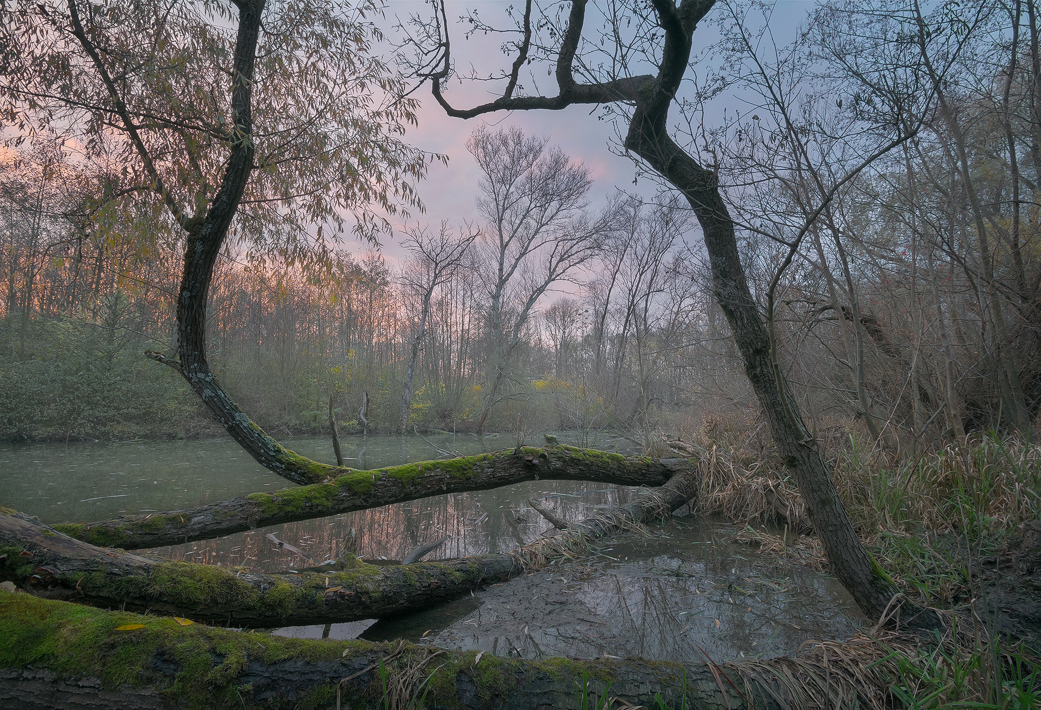 Swamps of South Moravia