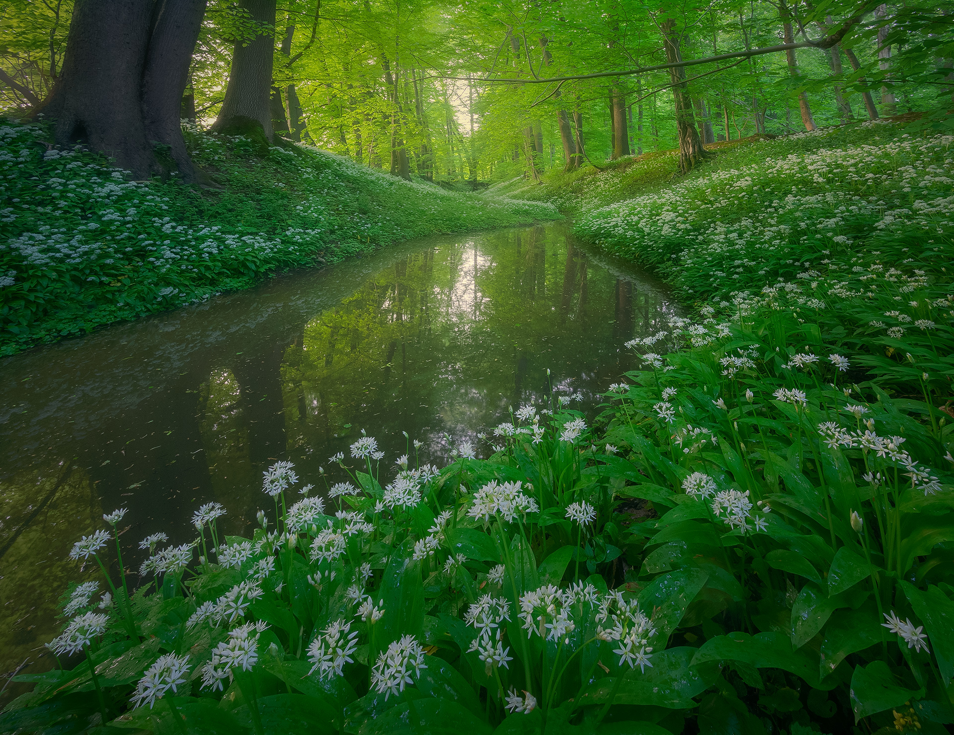 Medvědí česnek v plném květu