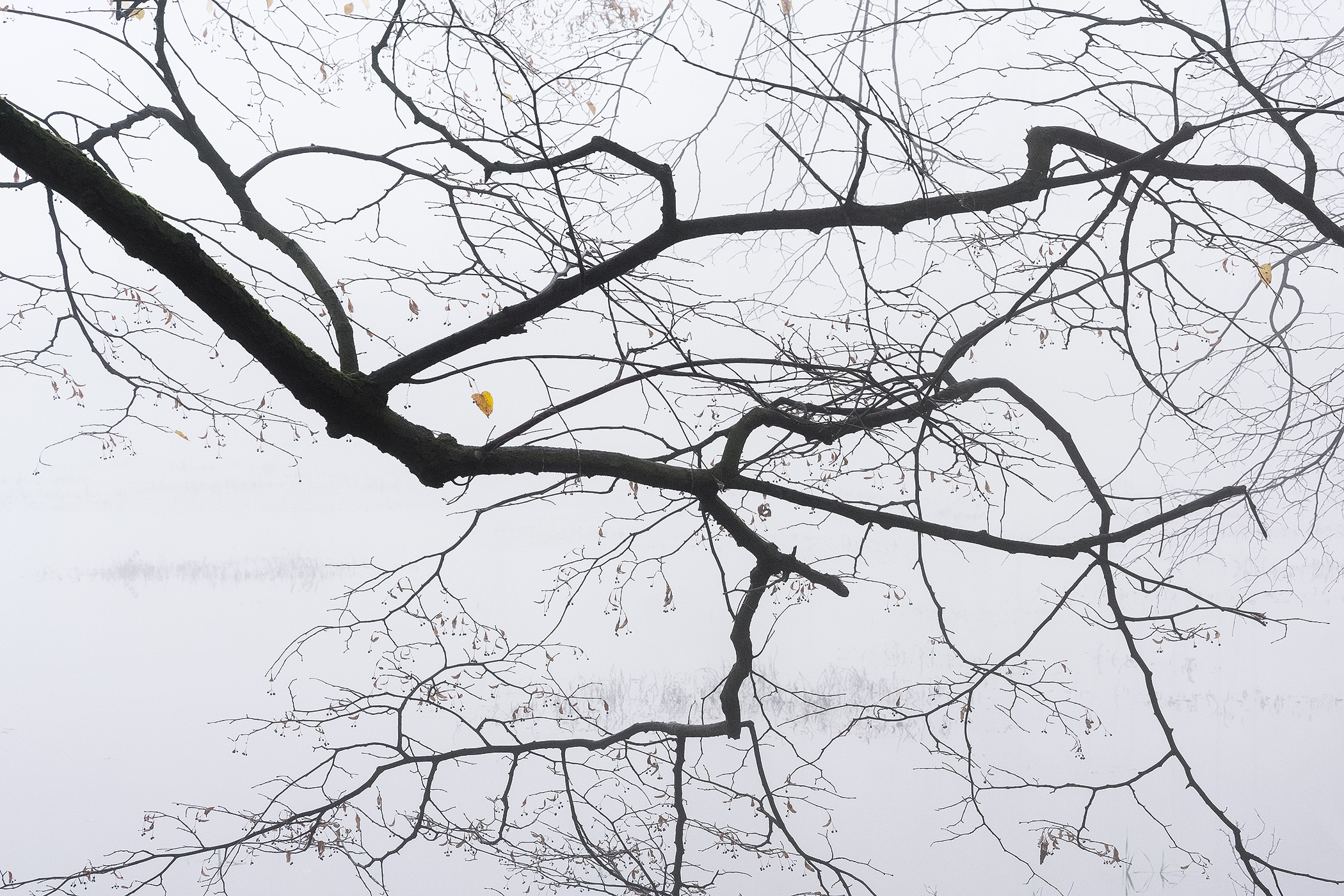 Branch in Mist