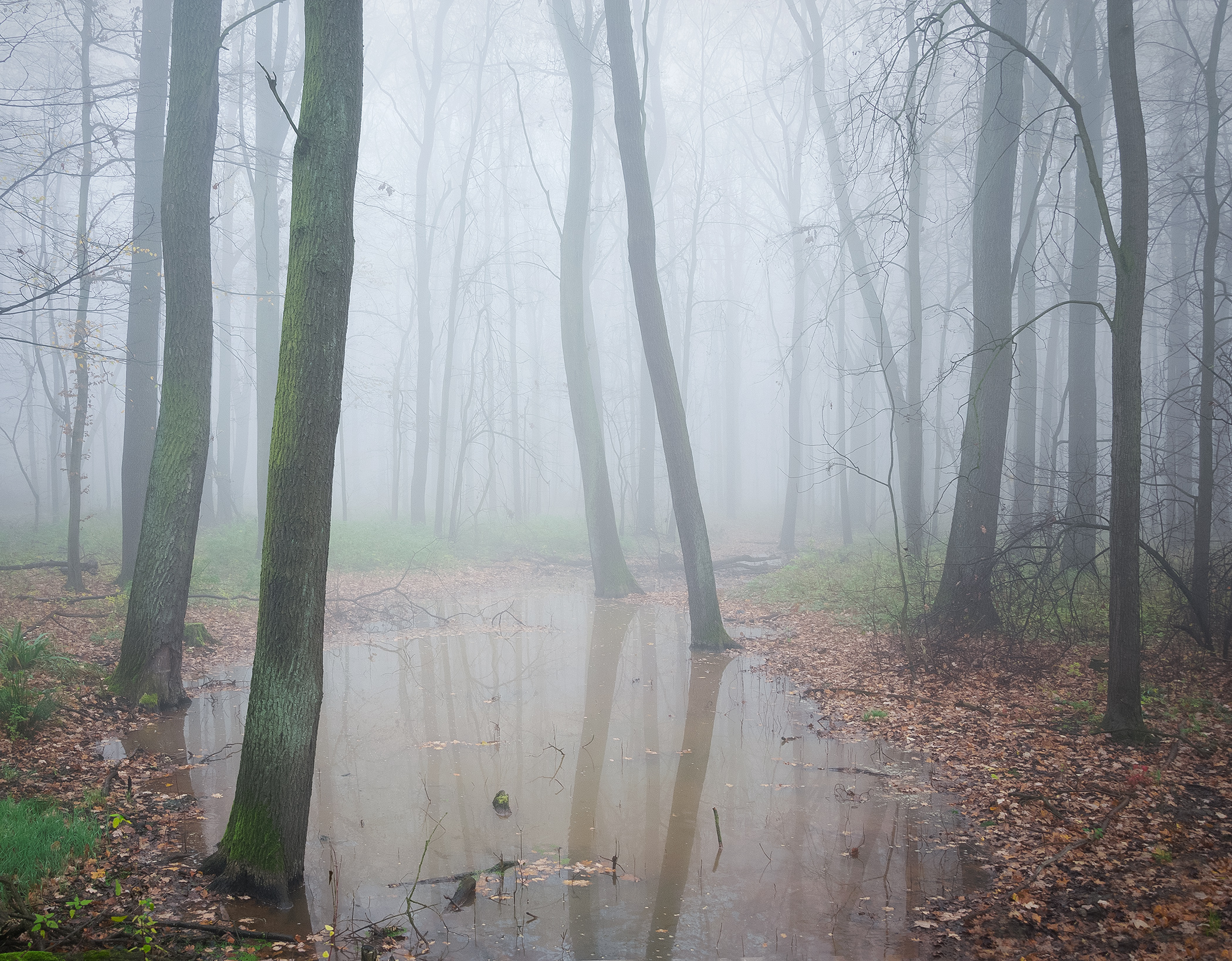 Forest in Mist