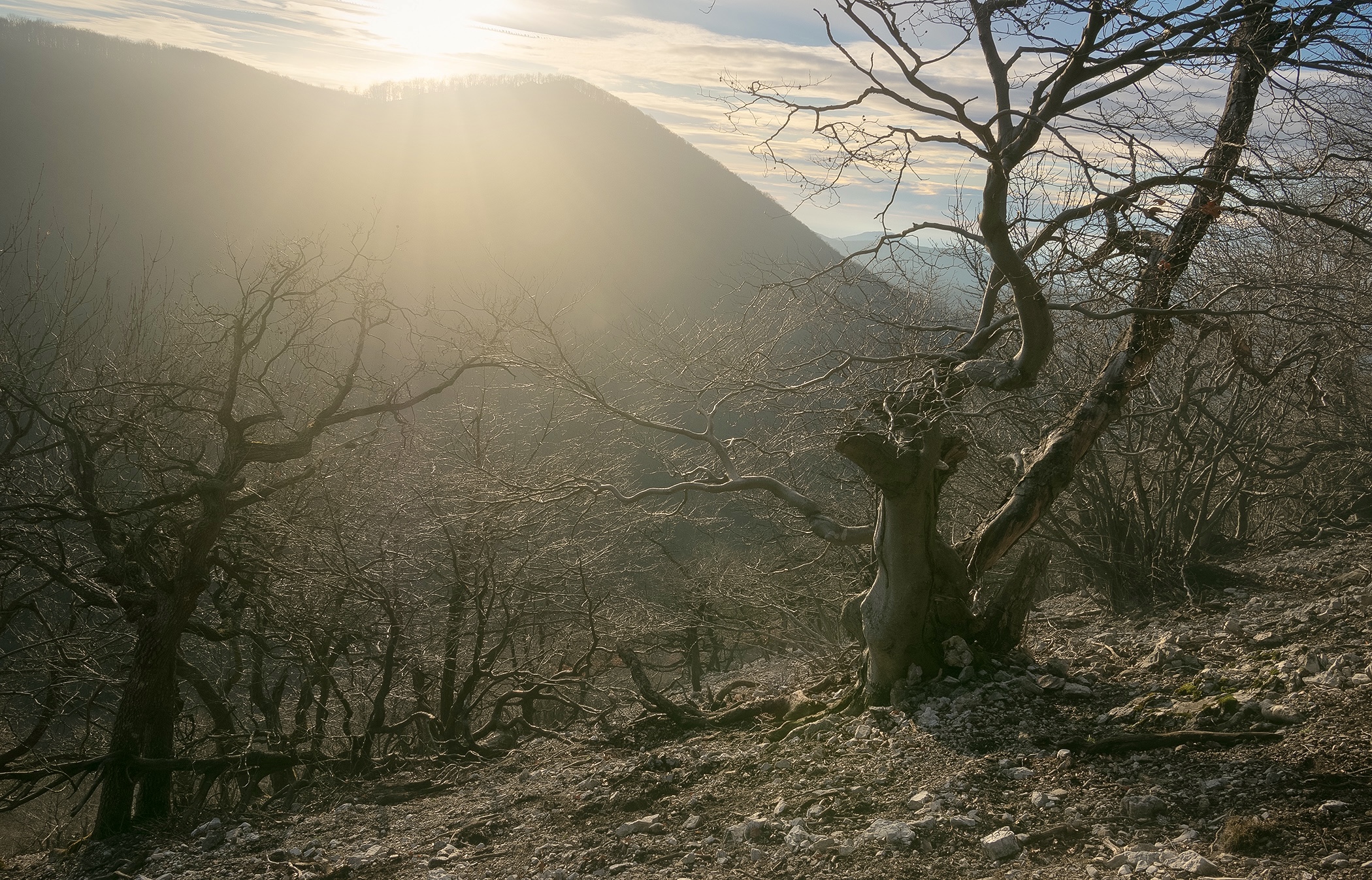 Old Trees in Sun