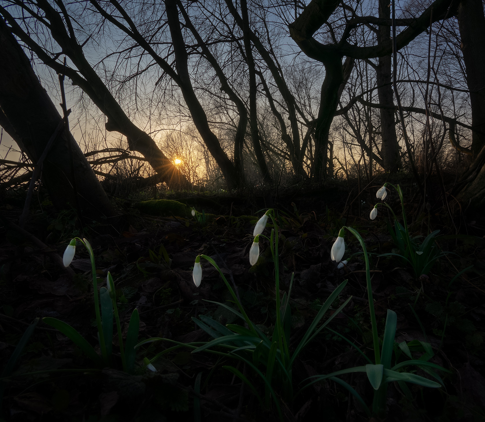 Snowdrops at the Edge of Forest