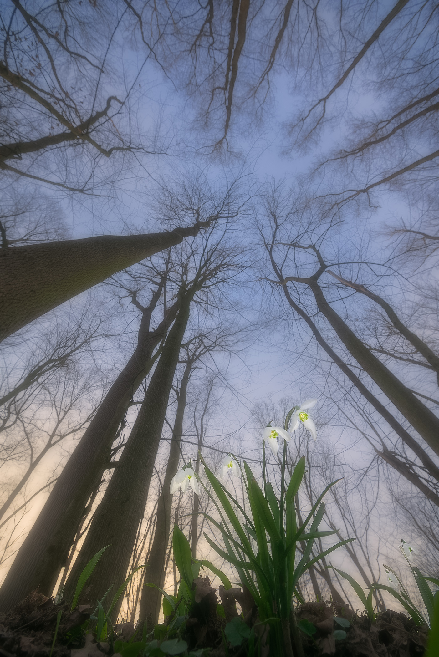 Snowdrops in Forest