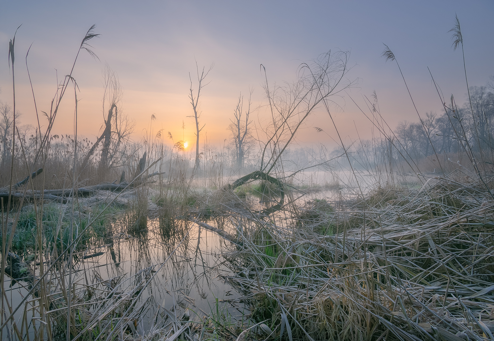 Morning in the Reeds