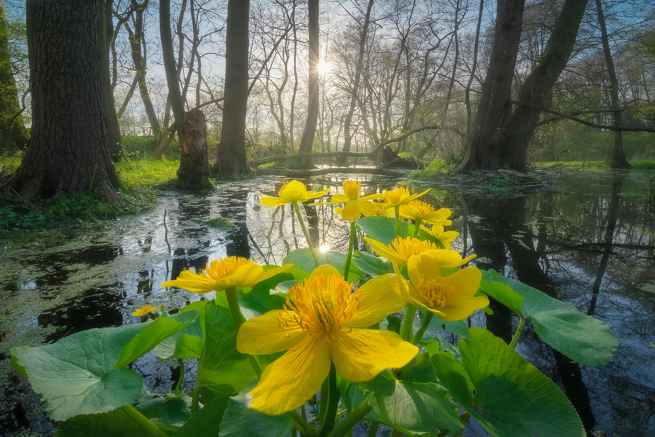 Marsh Marigold in Elbe Floodplains