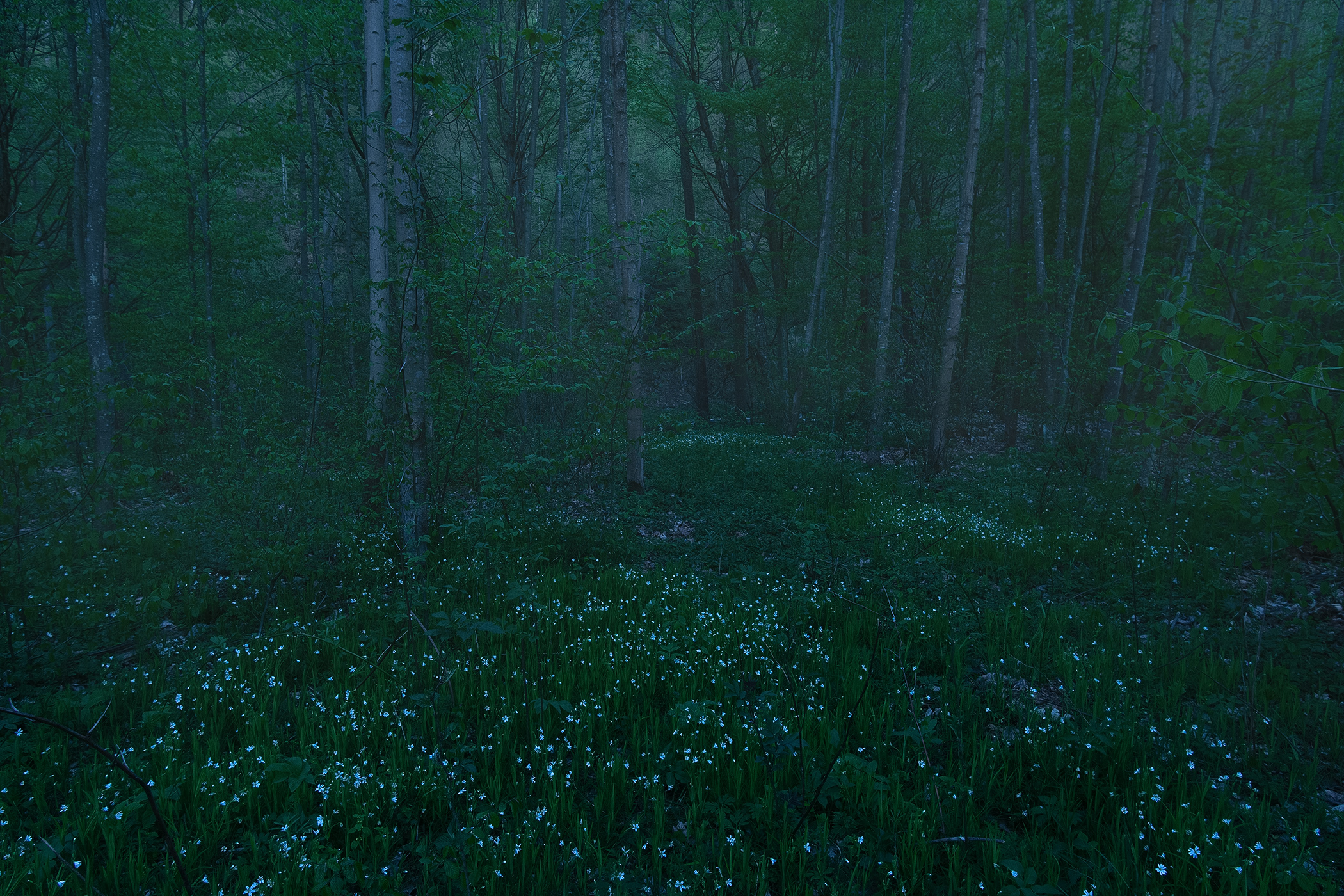 Forest in Night