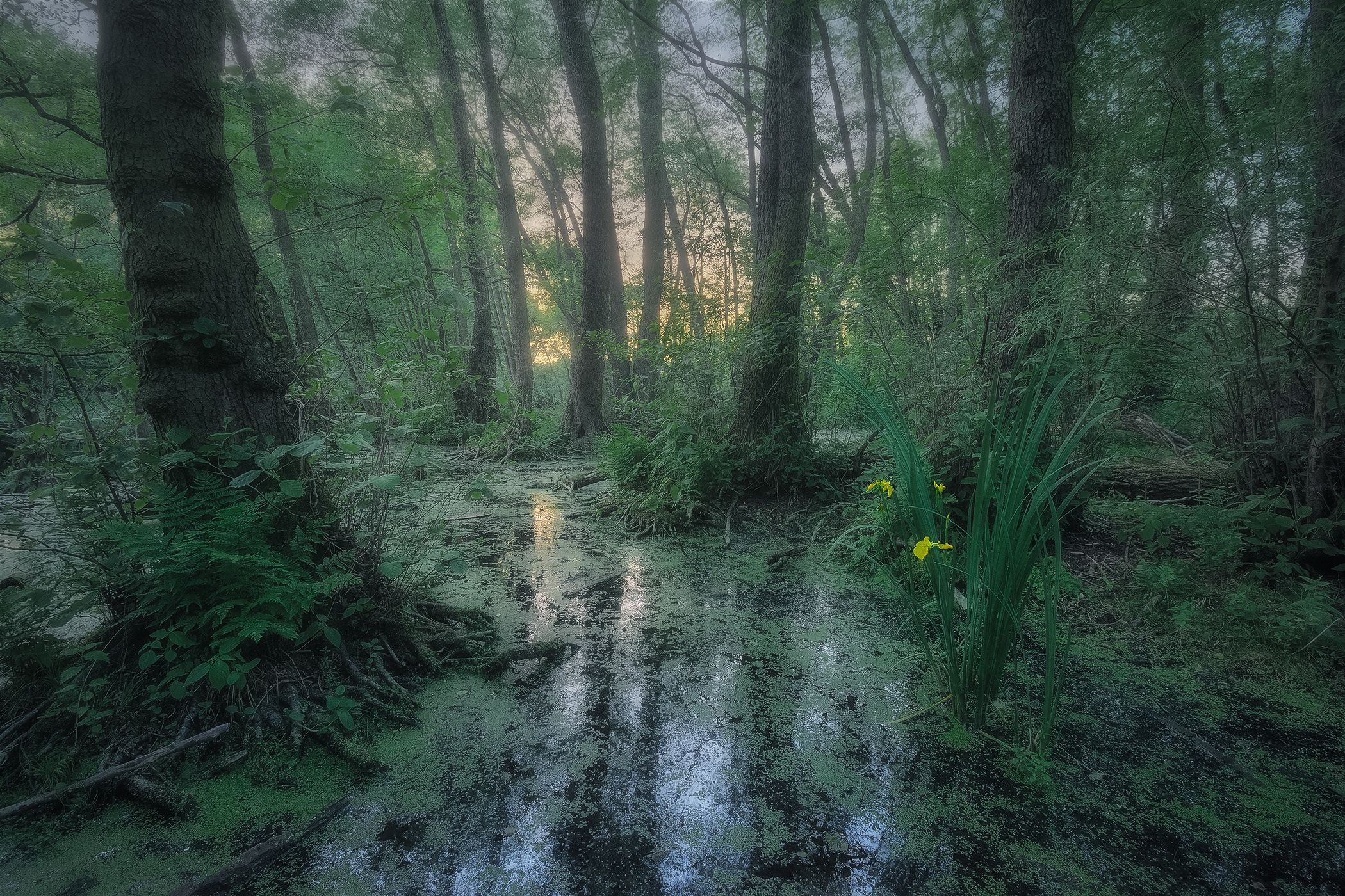 Elbe Floodplains