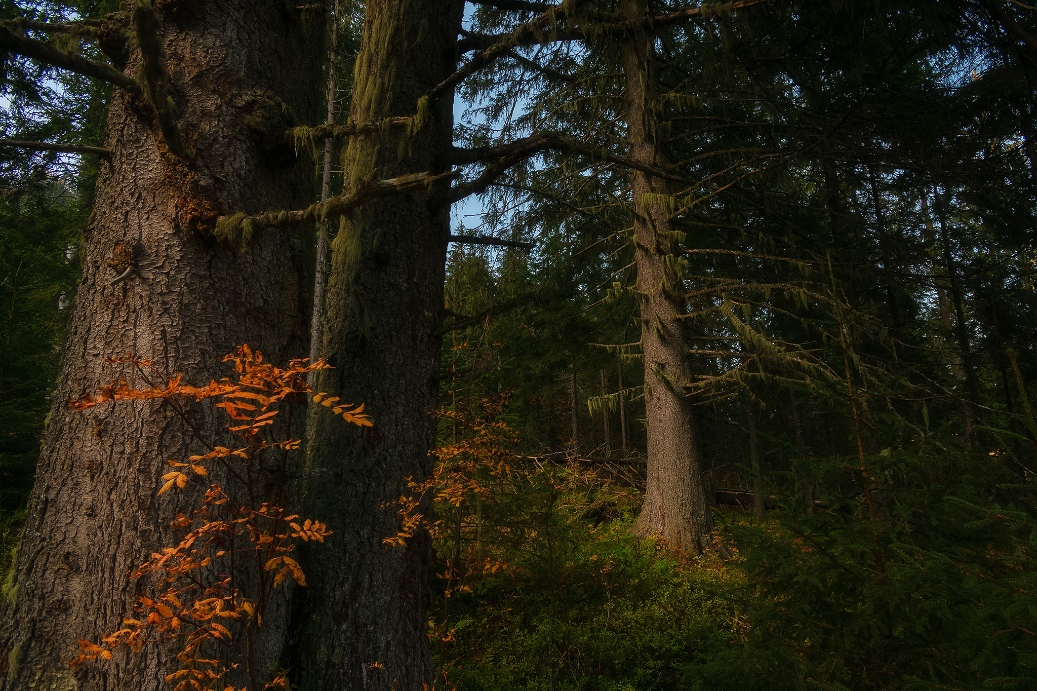 The Gloom of the High Tatras Forest