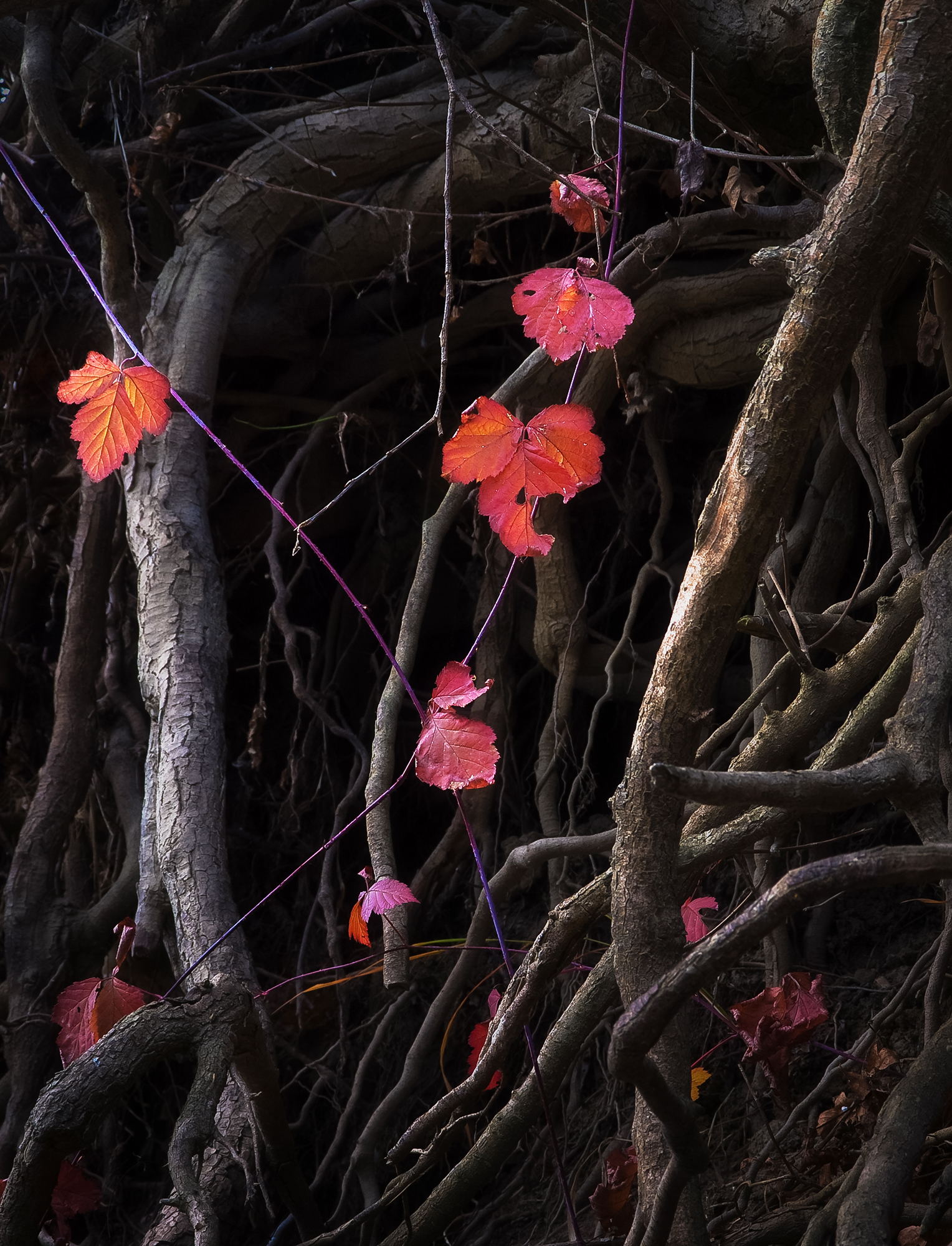 Roots and Leaves