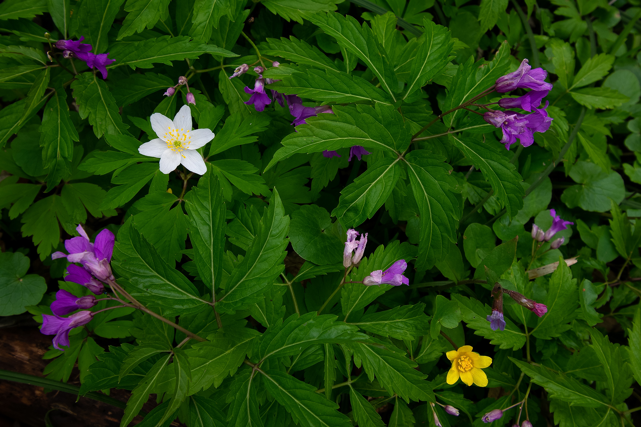 Flowers of Odra Basin