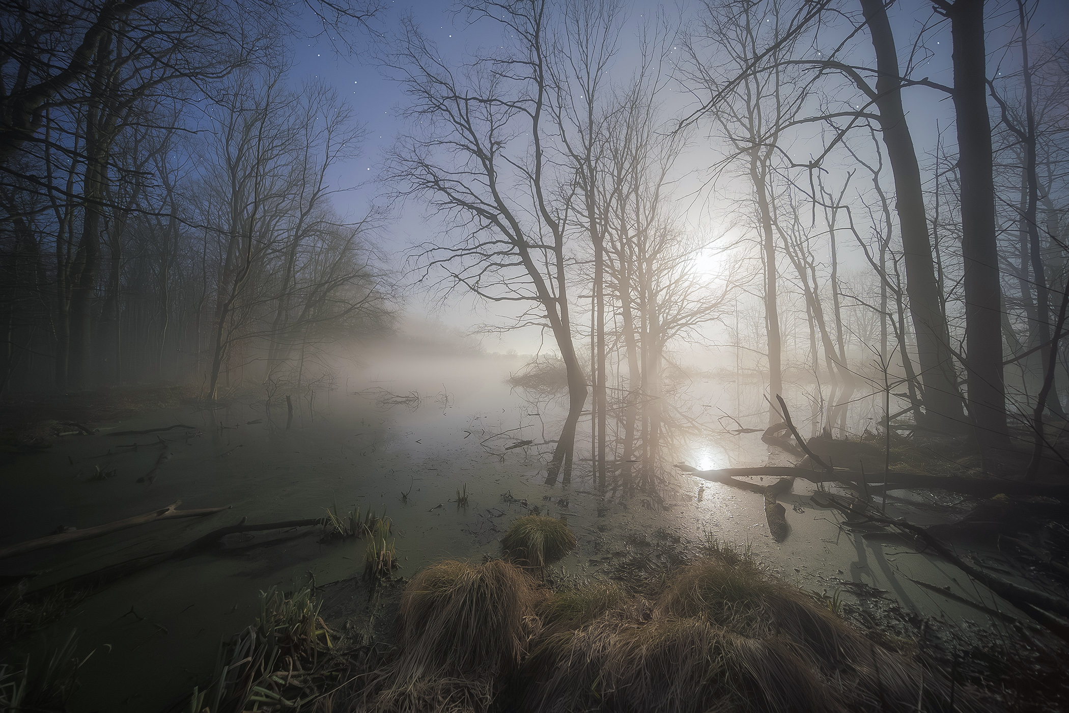 Night in Swamps