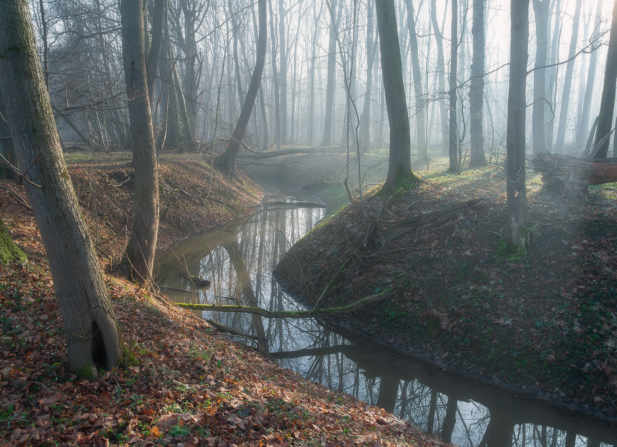 Misty Morning in Forest
