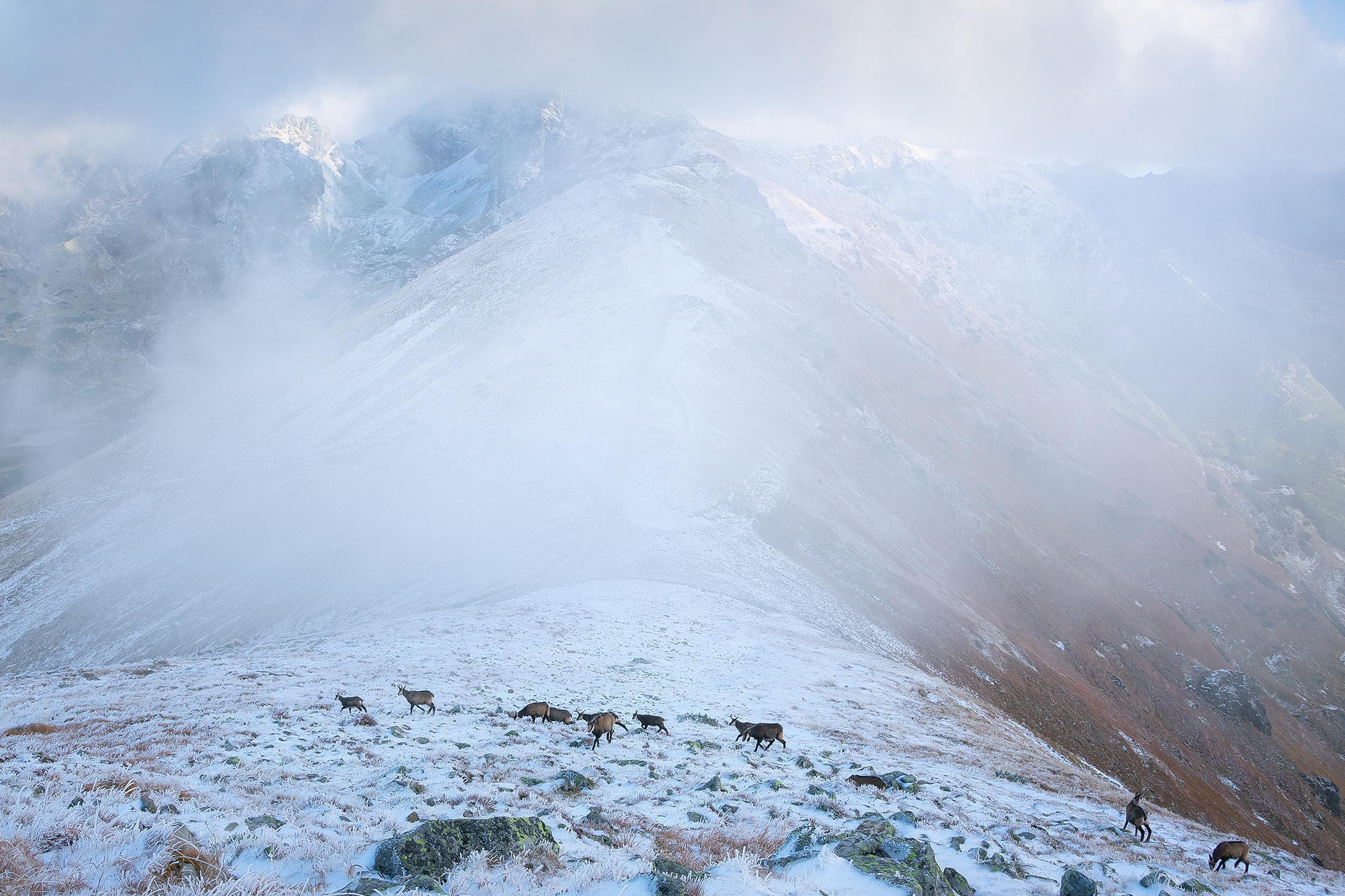 Chamois in Winter