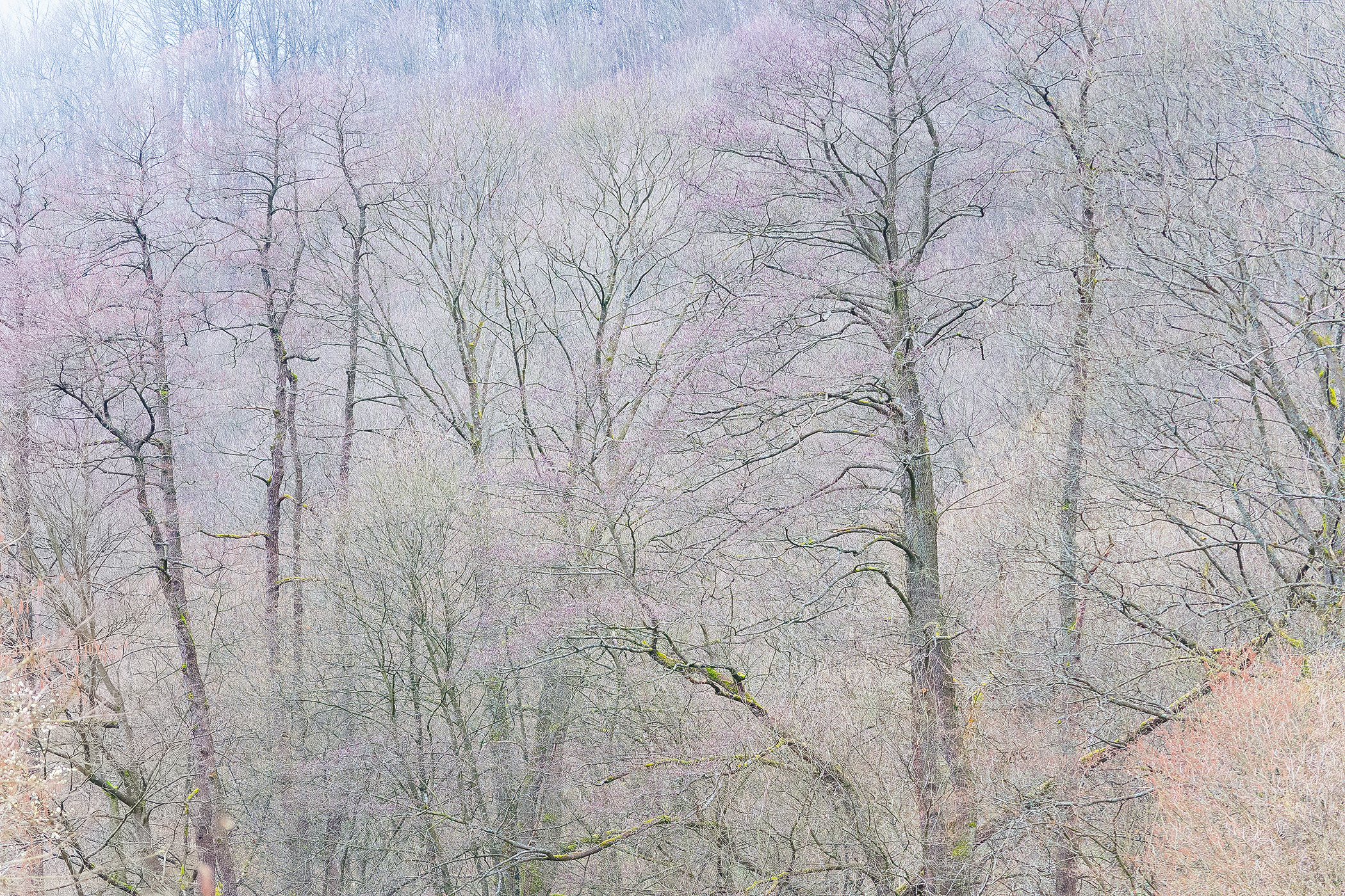 Trees in Detail