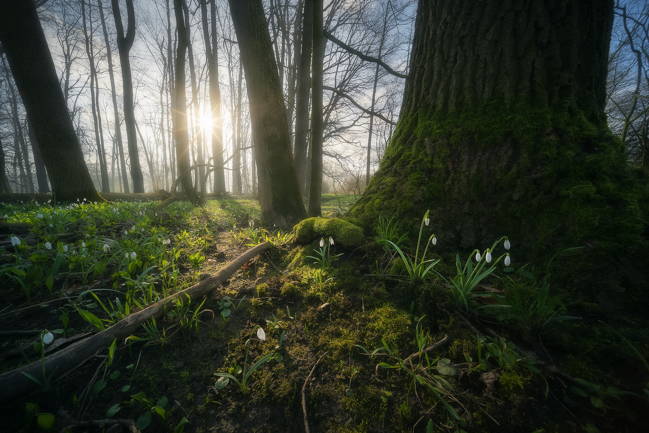 Snowdrops in Mossy Forest