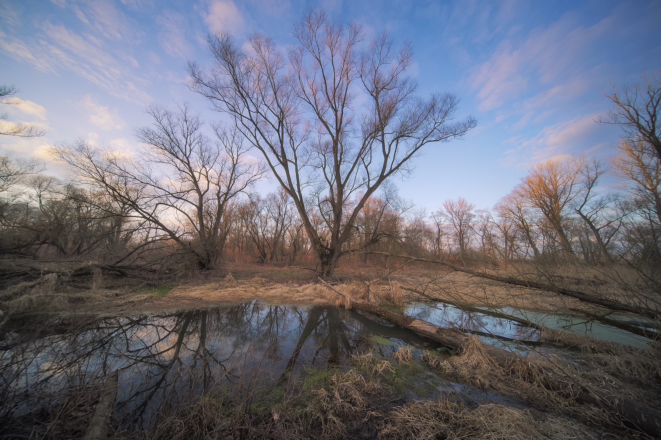 Willows of Border Swamps