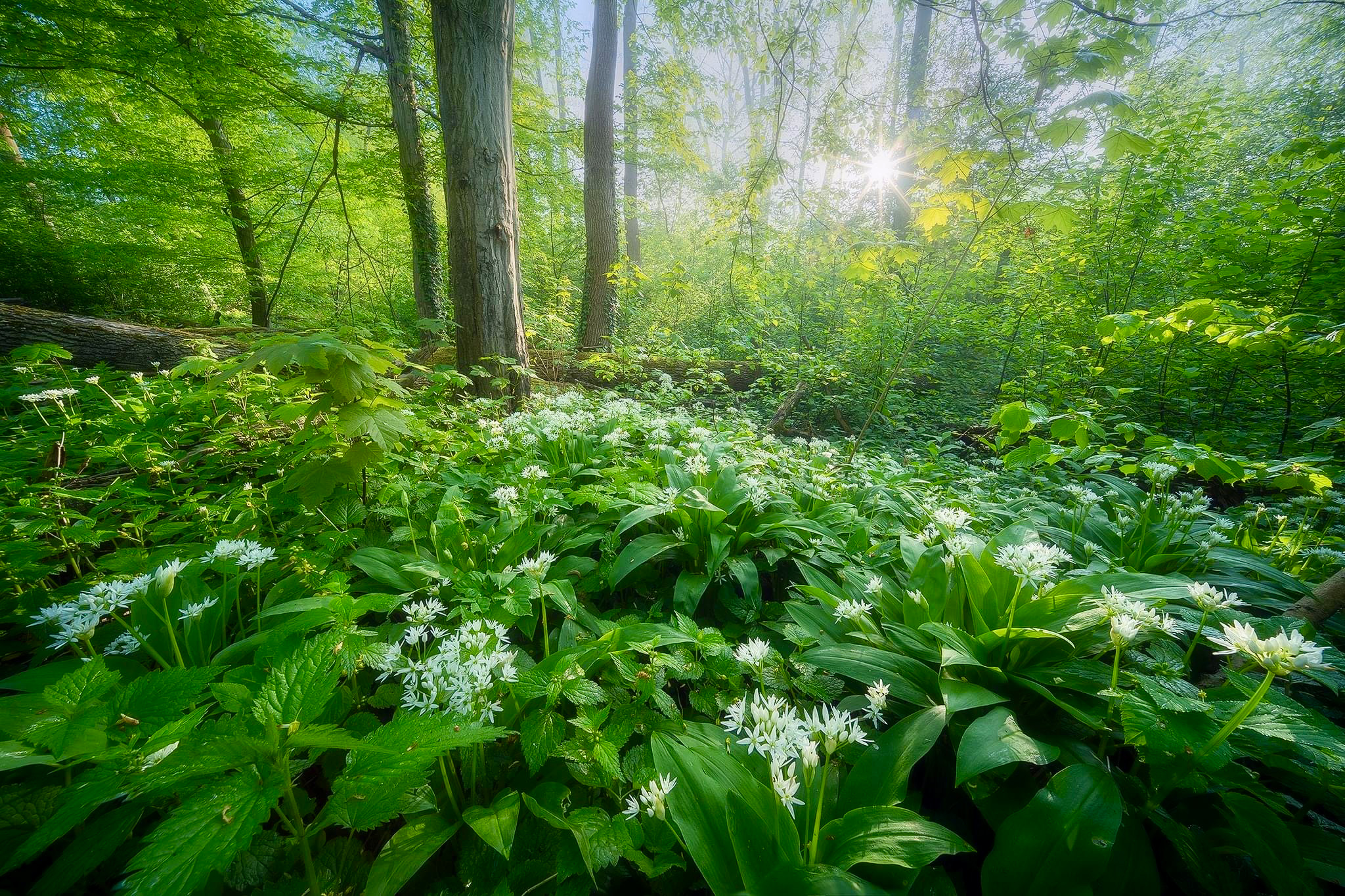 Wild Garlic Blossom in Odra Basin 