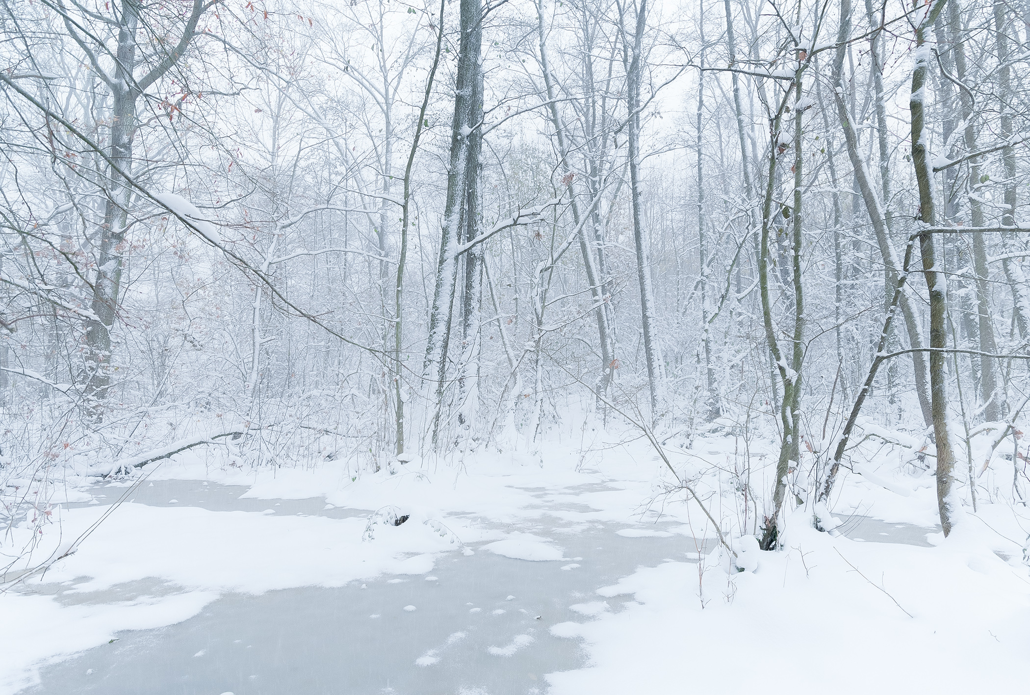 Swamps under Snow