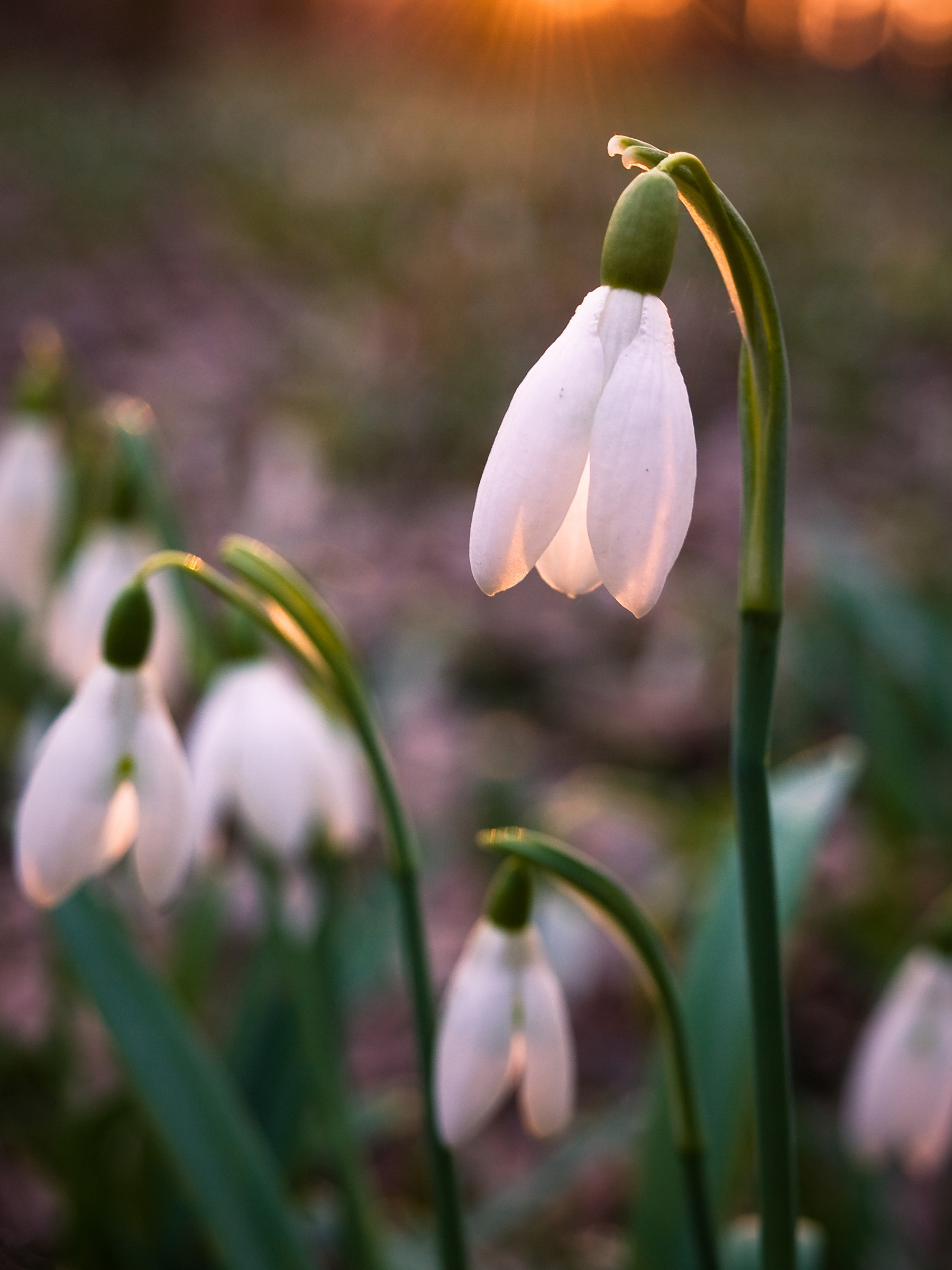 Snowdrop