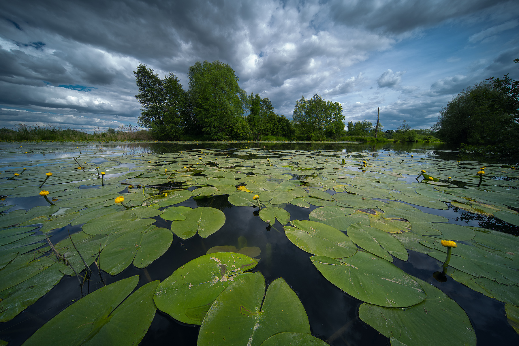 Nuphar in Odra Basin