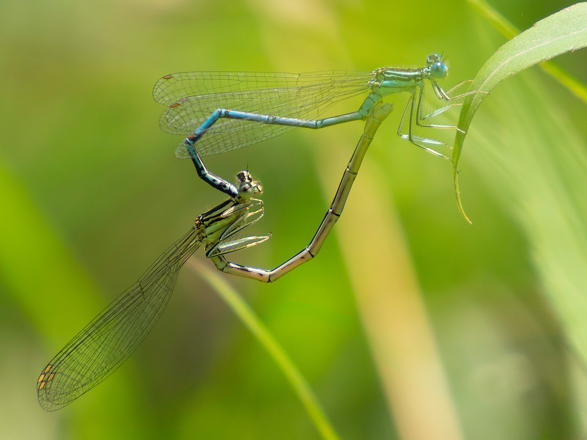 Dragonflies Mating