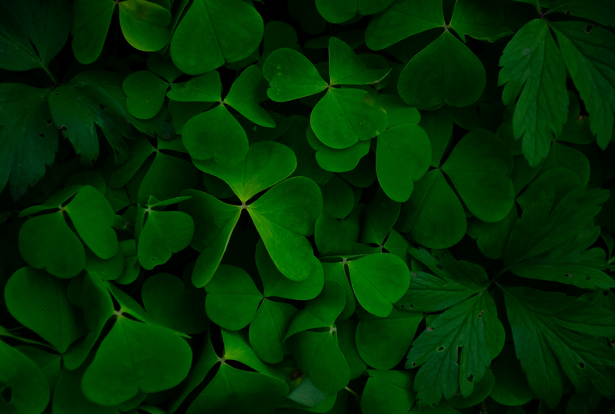 Clover Leafs
