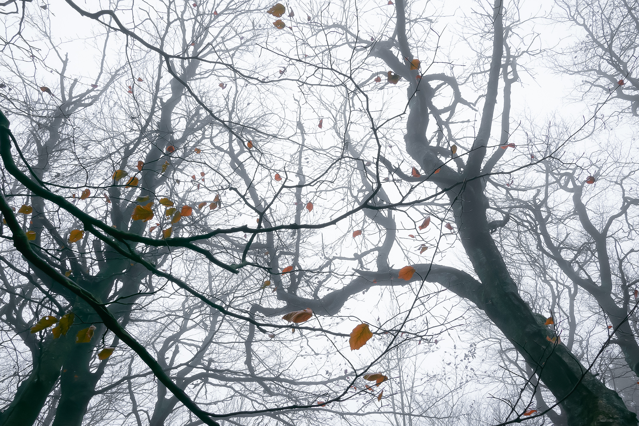 Beskydy Mountains Old-Growth Forest